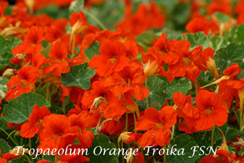 Tropaeolum majus Orange Troika FSN -smll